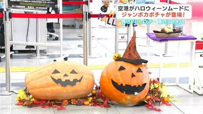 「重たくて持てません！」ハロウィーン前にジャンボカボチャが高知龍馬空港に登場！|TBS NEWS DIG
