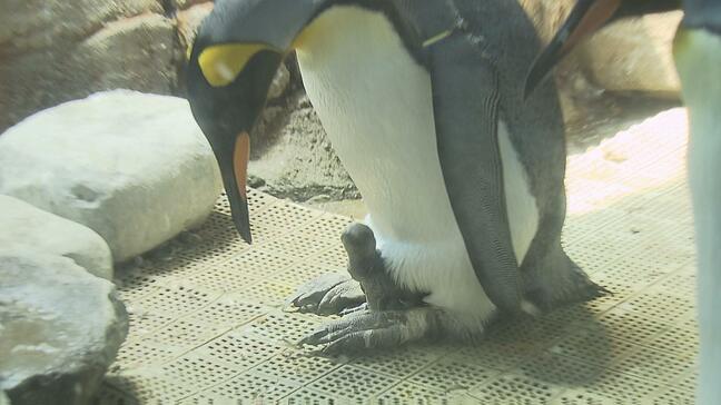 【可愛すぎると話題】キングペンギンのヒナ"191g"で誕生 お父さんの足元で甘える姿 長崎ペンギン水族館で13年ぶり|TBS NEWS DIG