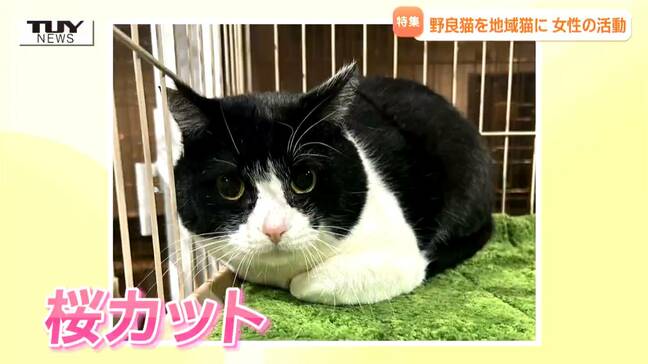 「耳がカットされているネコに市民権を」野良猫を地域猫に 人と猫の幸せ目指し活動する75歳女性に密着 最も危惧するのは「多頭飼育崩壊」(山形) |TBS NEWS DIG
