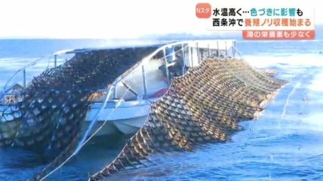 「真っ黒な良いノリが取りたい」不作続き、今シーズンも海水温の高い状態が長く…養殖ノリの収穫始まる 愛媛県・西条市沖の燧灘|TBS NEWS DIG