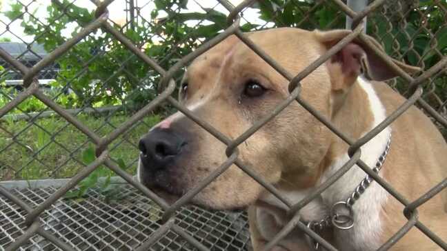 『キャー』女性が悲鳴「見たら、ピットブルが犬を噛んでいた」 保育園の横で闘犬「ピットブル」を飼育 相次ぐ被害に専門家は「規制が必要」|TBS NEWS DIG