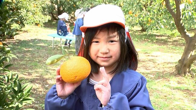 伊東で「甘夏みかん狩り」まもなく解禁 園児たちが初収穫 =静岡・伊東市|TBS NEWS DIG