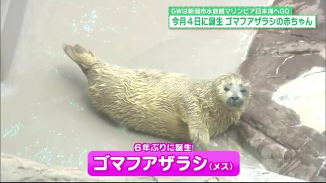 「ペンギン」と「赤ちゃんアザラシ」に会える!新潟の水族館『マリンピア日本海』で春の感動体験!【ゴールデンウィークおススメスポット 福島県GWその3】|TBS NEWS DIG