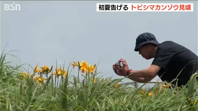 佐渡と山形県の一部にだけに自生する『トビシマカンゾウ』佐渡の景勝地 大野亀で見頃に|TBS NEWS DIG