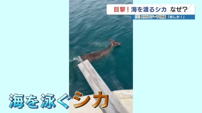 こらめずらしか!海を渡るシカ! でもなぜ?エサを求めて?専門家からは意外な見解が・・・|TBS NEWS DIG