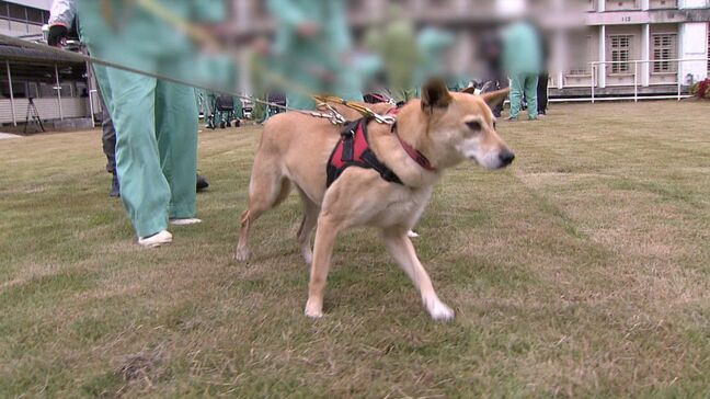 刑務所で新たな取り組み　受刑者が保護犬と触れ合う新たな更生プログラム始まる【岡山】|TBS NEWS DIG