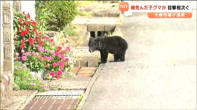 住宅地をさまよう子グマ 親グマは車や列車にはねられ死んだ可能性 近くの小中学校では警戒強める 宮城・大崎市|TBS NEWS DIG