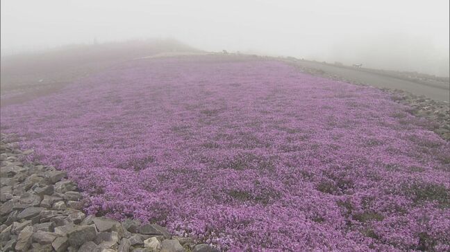 霧が晴れたら…ドローンでキッチンカー商品を山の上まで　茶臼山山頂付近は約40万株の芝桜が五分咲き　官民連携プロジェクト|TBS NEWS DIG