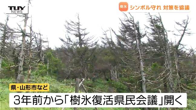 目指せ樹氷復活　樹氷のもととなる木の種まきや植樹の規模を拡大する方針　虫の食害と地球温暖化でピンチの状況を打開できるか（山形）|TBS NEWS DIG