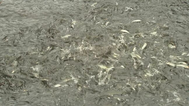 アユの遡上数が6年で600倍に激増…なぜ？　釣り人は30分に5匹の釣果　漁協に聞いてみると…　鳥取県・日野川|TBS NEWS DIG