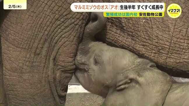 「力強さが加わり鼻先も器用に」マルミミゾウのアオ 生後半年に すくすく成長中 繁殖成功は国内初 広島市安佐動物公園|TBS NEWS DIG