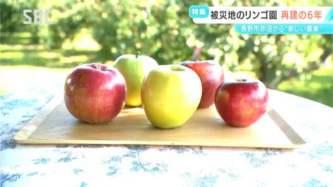 台風19号災害から6年 大きな被害を受けた長野市のリンゴ畑 再建の歩みと新しい農業経営へ 農園の挑戦|TBS NEWS DIG