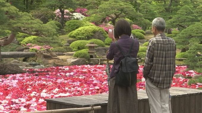 池一面に浮かぶ３万輪のボタン　恒例の「池泉牡丹」はじまる　島根県・松江市　|　BSSニュース | BSS山陰放送