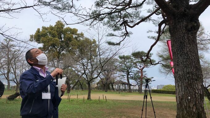 高知で桜開花「西日本で最早」　平年より5日早く去年より2日早い…7輪の開花確認|TBS NEWS DIG
