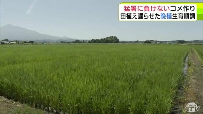 夏の猛暑に負けないコメづくりへ　田植えの時期を遅らせるイネの「晩植栽培」の現地検討会で稲の生育状況が順調に進んでいることを確認　生産農家「思ったよりも生育が順調に進んでいる」　青森県鶴田町|TBS NEWS DIG