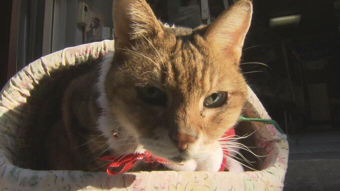 4千匹の猫を殺処分していた長崎市「ゼロ」達成　支えたのは「ミルクボランティア制度」|TBS NEWS DIG