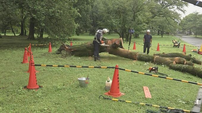 小金井公園で倒木　高さ約13メートルのサクラ　台風の影響の可能性も|TBS NEWS DIG