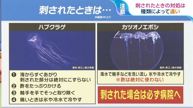 海の危険生物「クラゲ」 種類によって違う！刺されたときの対処法【ひるおび】|TBS NEWS DIG