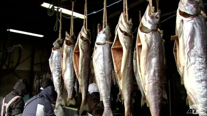 新年に向けて「新巻きザケ」の仕込み進む　記録的な不漁も業者は『北海道産』を仕入れて対応　予約殺到で販売分すでに完売　青森県八戸市　|　青森のニュース│ATV NEWS│青森テレビ