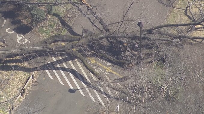「根にキノコが…」東京・砧公園で大木が根元から倒れ高齢女性がけが　原因と対策は？専門家が語る 「大事なのは管理する側の点検や診断」|TBS NEWS DIG