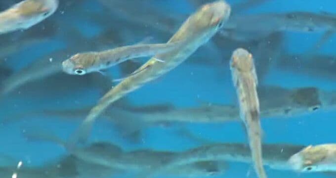 「サクラマスになって帰ってきて」小学生が育てたヤマメの稚魚を放流！命の大切さを学ぶ 石川・小松市　|　石川県のニュース｜MRO北陸放送