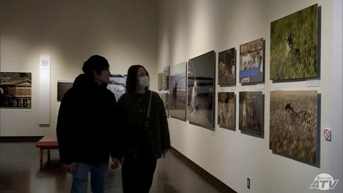 動物写真家・岩合光昭さんが撮影　「ネコ」と「ライオン」の写真展　弘前市立博物館で初開催「動物たちの生きる姿を間近で楽しんでいただければ」　青森県弘前市|TBS NEWS DIG