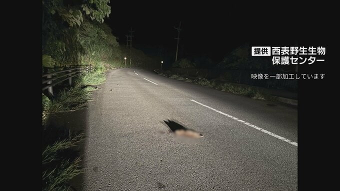国特別天然記念物 イリオモテヤマネコの子ネコが交通事故で死ぬ　952日の無事故記録が途切れる|TBS NEWS DIG