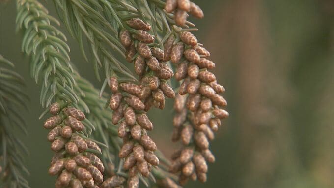 早ければ16日にも飛散開始 今年の花粉傾向は　|　石川県のニュース｜MRO北陸放送