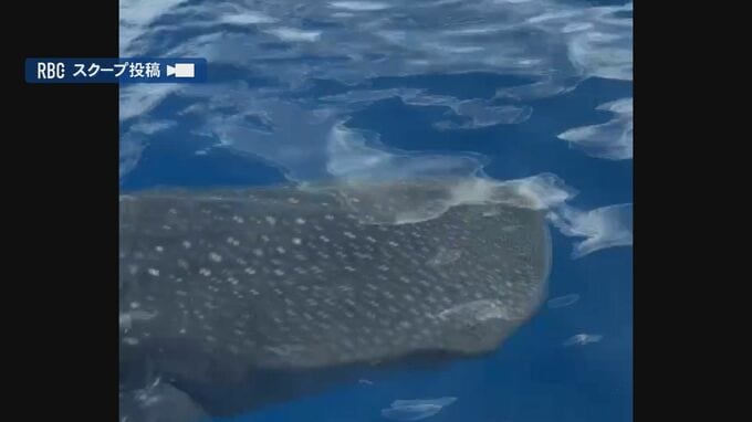 糸満市沖に「世界最大の魚」現る！ 成長すると体長10メートル超　釣りの男性が撮影|TBS NEWS DIG