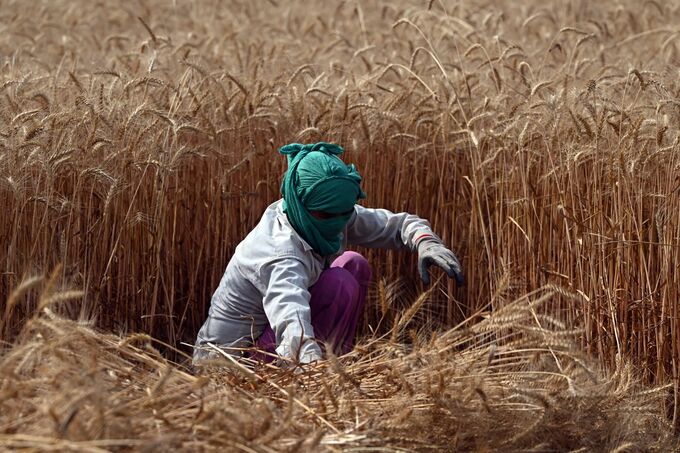 インド産小麦、今年は記録的な収穫量との見通し－良好な気候条件で