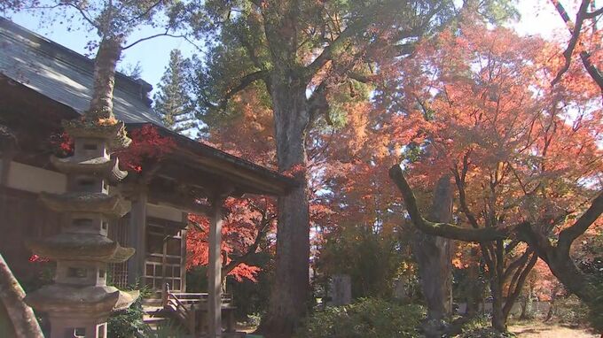 臼杵・普現寺の紅葉が見頃に　200本のモミジが鮮やかに色づく　|　大分のニュース｜OBS NEWS｜大分放送