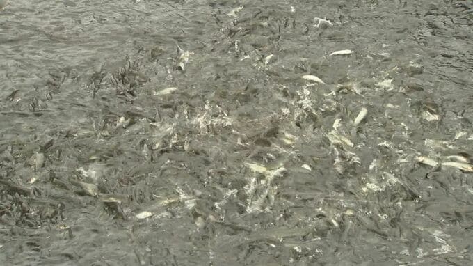 アユの遡上数が6年で600倍に激増…なぜ？　釣り人は30分に5匹の釣果　漁協に聞いてみると…　鳥取県・日野川|TBS NEWS DIG