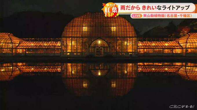 雨上がりに輝く…名古屋・東山動植物園の紅葉ライトアップ 重要文化財の温室も初めて紅葉色に　　　|　名古屋・愛知・岐阜・三重のニュース【CBC news】 | CBC web