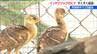 お母さんの後ろを一生懸命に　白鳥が飛来する瓢湖で「クジャクのヒナ」2羽が誕生　“3代目白鳥おじさん”もメロメロに　新潟・阿賀野市　|　新潟のニュース・天気｜BSN NEWS｜BSN新潟放送