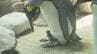 【可愛すぎると話題】キングペンギンのヒナ"191g"で誕生　お父さんの足元で甘える姿　長崎ペンギン水族館で13年ぶり　|　長崎のニュース | 天気 | NBC長崎放送