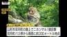 市街地でニホンザルの目撃相次ぐ　見つけても「近づかず」「目を合わせず」「エサを与えず」（山形市）　|　山形のニュース│TUYテレビユー山形