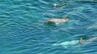 海岸の浅瀬に“イルカの大群”　30分以上同じ場所をぐるぐると回り続けていた…「本来生息していない」種類は？なぜ島根の海に出現？　専門家に聞いてみると…　|　BSSニュース | BSS山陰放送