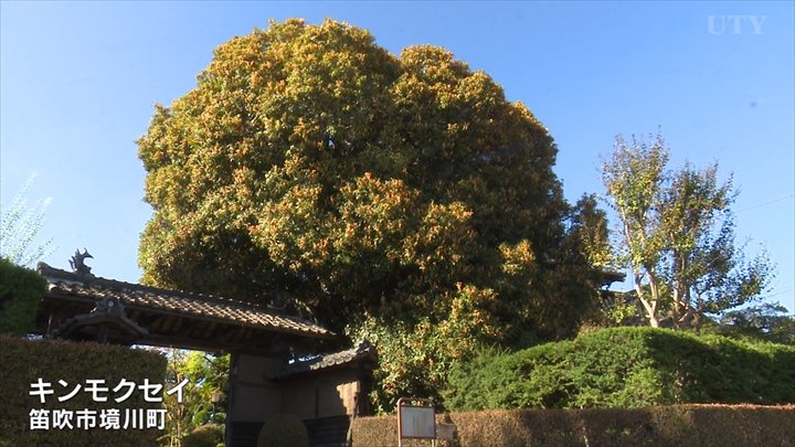 樹齢300年、高さが11mのキンモクセイが満開 周囲に甘い香り 山梨
