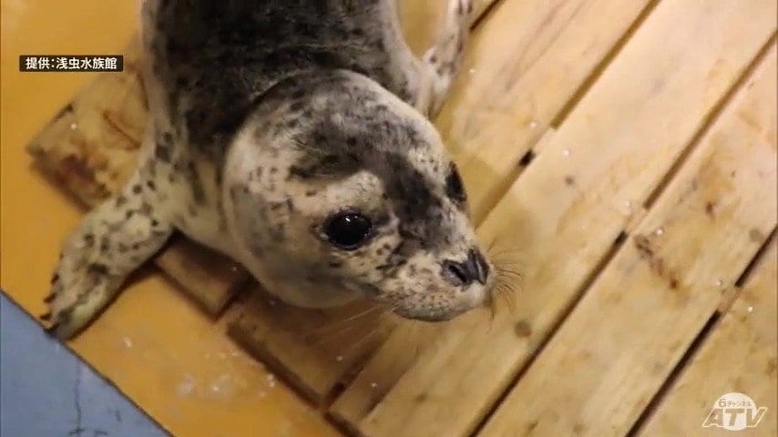 元気に回復してくれることが私たち水族館の使命」がんばれ！漂着の