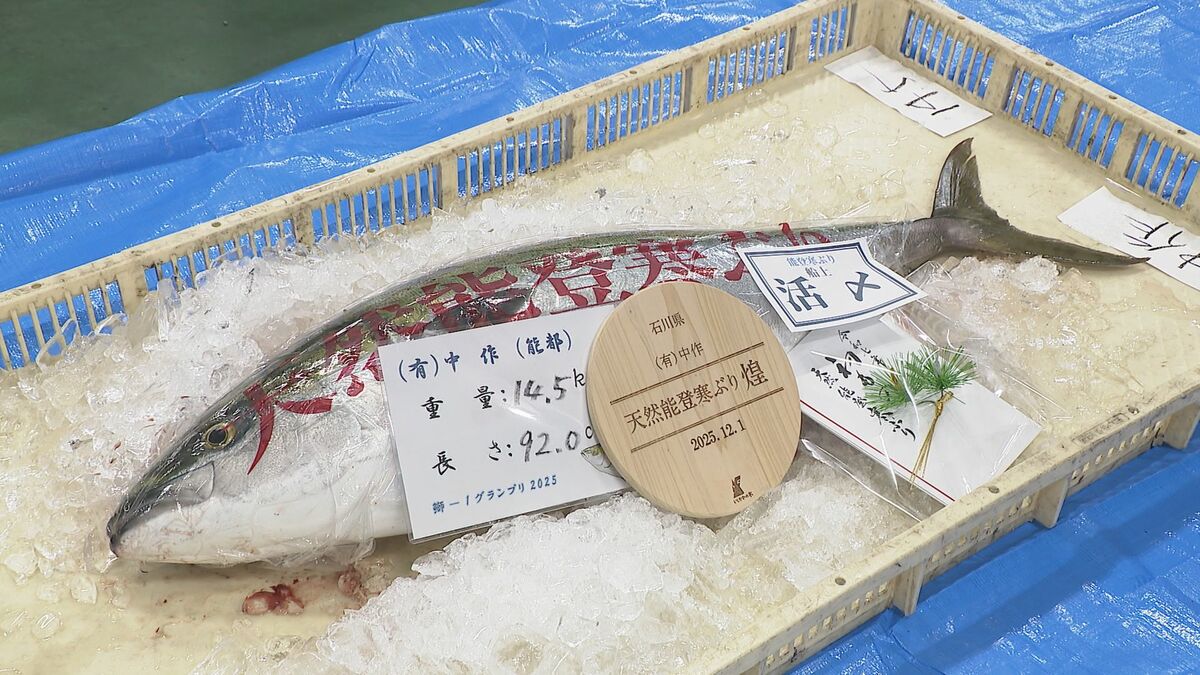 過去最高額と同額の400万円で競り落とし！ 金沢港で寒ブリ最高級