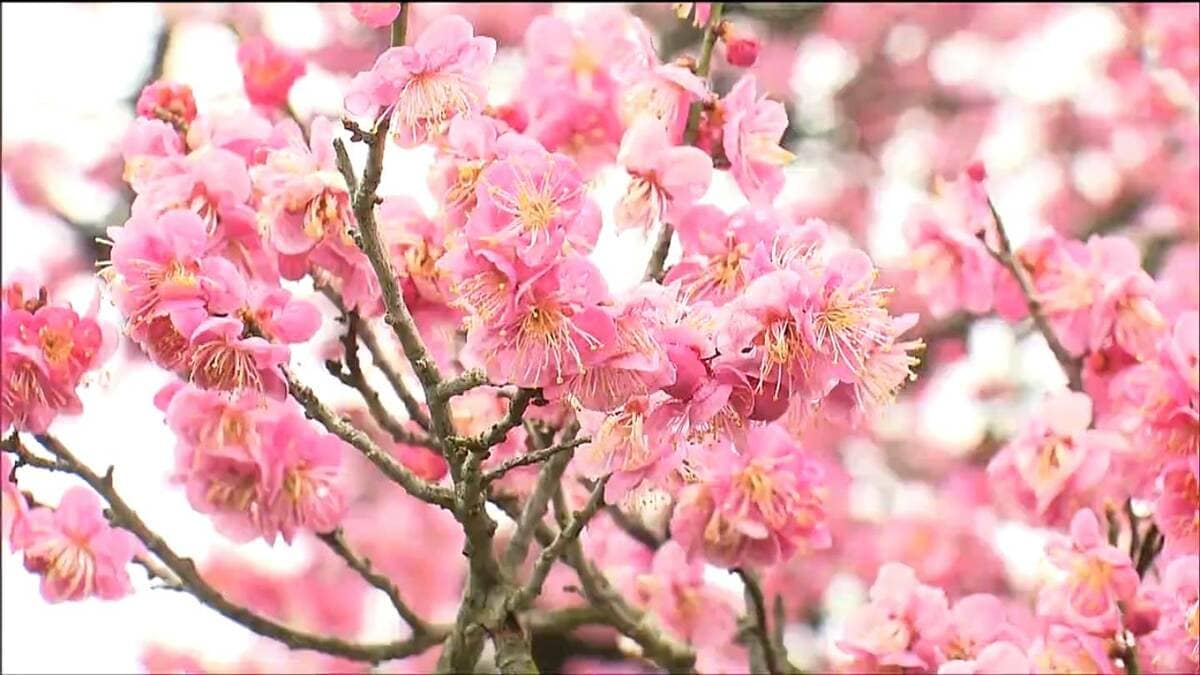 鮮やかなピンクや白に咲き誇る「ウメ」見ごろ 例年より10日ほど早く