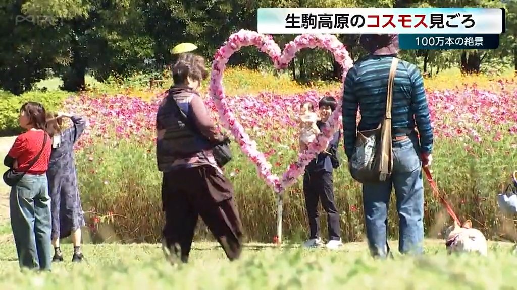 「毎年来るけど今年は背が高い」生駒高原で100万本のコスモスが見頃　秋晴れの下で広がる花じゅうたん