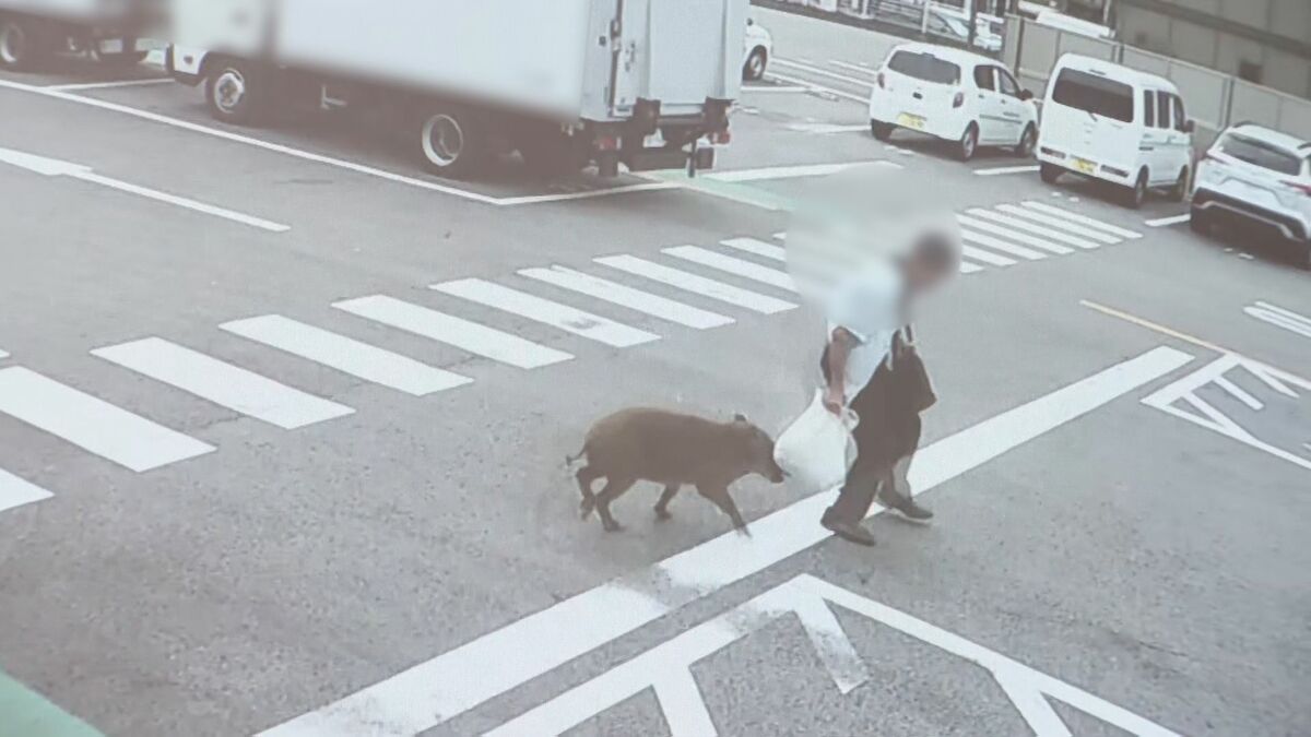 男性4人がイノシシに襲われる ｢飛びかかるように乗っていた｣ 約1時間半後に捕獲後死ぬ 突進してくる様子も… 愛知･豊田市