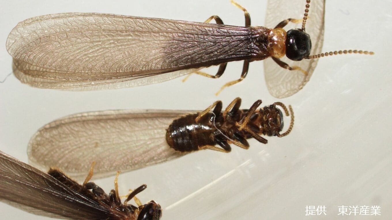 「シロアリなのに『黒い』ハネアリ!?」要注意!害虫駆除の専門家が語る「シロアリの階級制度」女王・王・職蟻・兵蟻...まずは敵を知ろう【画像閲覧 ...