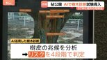 立ち入り制限も…倒木相次ぐ東京・砧公園でAI活用した樹木診断を試験的に開始　AI活用の目的は「効率化やスピードアップ」|TBS NEWS DIG