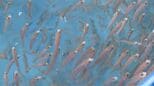 　漁獲量が極端に少ない「幻の高級魚」　シロアマダイの生態調査　印つけ稚魚放流　山口・長門|TBS NEWS DIG