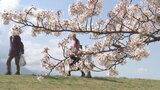 信玄堤公園のソメイヨシノが満開 見頃は今週末まで 山梨・甲斐市 | 山梨のニュース | UTYテレビ山梨
