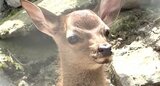 ふわふわの毛…ニホンザルがベビーラッシュ!目がクリクリ…ニホンジカの赤ちゃん 2年ぶりに誕生 長野・茶臼山動物園|TBS NEWS DIG