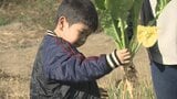 園児自ら育てた甲府の伝統野菜「長禅寺菜」　みんなで収穫して給食で美味しくいただきました！|TBS NEWS DIG