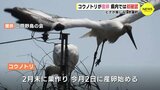 「ヒナが楽しみ」 しあわせ運ぶ コウノトリが産卵し本格抱卵　広島県で初確認　|　RCC NEWS | 広島ニュース | RCC中国放送